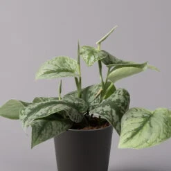 Gefleckte Efeutute 'Trebie' In Keramiktopf Anthrazit, Topf-Ø 12 Cm, 3er-Set -Gartenbedarf Geschäft 0220180215 Scindapsus pictus Trebie mit Dallas anth 12cm WS 2