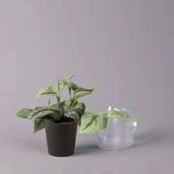 Gefleckte Efeutute 'Trebie' In Keramiktopf Anthrazit, Topf-Ø 12 Cm, 3er-Set -Gartenbedarf Geschäft 0220180215 Scindapsus pictus Trebie mit Dallas anth 12cm WS 3