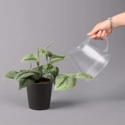 Gefleckte Efeutute 'Trebie' In Keramiktopf Anthrazit, Topf-Ø 12 Cm, 3er-Set -Gartenbedarf Geschäft 0220180215 Scindapsus pictus Trebie mit Dallas anth 12cm WS 4