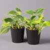 Philodendron 'Brasil' In Keramiktopf Dallas Anthrazit, Topf-Ø 12cm, 2er-Set -Gartenbedarf Geschäft 0220180294 Philo scandens Brasil in Dallas anthr 12cm 2er Set 1 114649