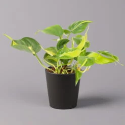 Philodendron 'Brasil' In Keramiktopf Dallas Anthrazit, Topf-Ø 12cm, 2er-Set -Gartenbedarf Geschäft 0220180294 Philo scandens Brasil in Dallas anthr 12cm 2er Set 2 114650