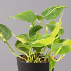 Philodendron 'Brasil' In Keramiktopf Dallas Anthrazit, Topf-Ø 12cm, 2er-Set -Gartenbedarf Geschäft 0220180294 Philo scandens Brasil in Dallas anthr 12cm 2er Set 3 114651