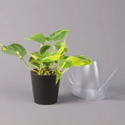 Philodendron 'Brasil' In Keramiktopf Dallas Anthrazit, Topf-Ø 12cm, 2er-Set -Gartenbedarf Geschäft 0220180294 Philo scandens Brasil in Dallas anthr 12cm 2er Set 4 114652