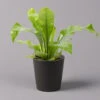 Nestfarn, Mit Keramiktopf Dallas Anthrazit, Topf-Ø12cm, Höhe Ca. 35 Cm -Gartenbedarf Geschäft 0220190133 Asplenium nidus Dallas anthrazit 1 2 108177