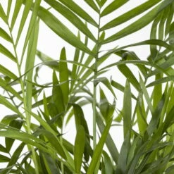 Bergpalme, Topf-Ø 19 Cm, Höhe Ca. 65 Cm -Gartenbedarf Geschäft 0220502108 Chamaedorea elegans