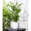 Bergpalme, Topf-Ø 19 Cm, Höhe Ca. 65 Cm 2 Bergpalme, Topf-Ø 19 Cm, Höhe Ca. 65 Cm -Gartenbedarf Geschäft 0220502108 Chamaedorea elegans1