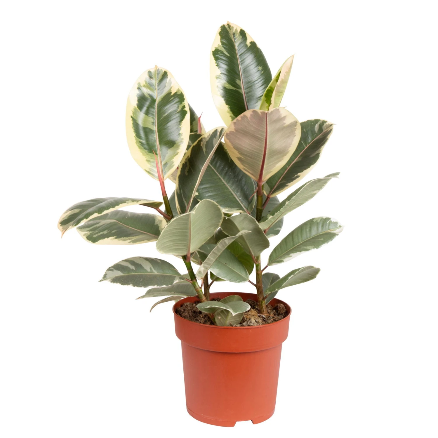 Gummibaum 'Tineke', Topf-Ø 19 Cm, Höhe Ca. 55 Cm 3 Gummibaum 'Tineke', Topf-Ø 19 Cm, Höhe Ca. 55 Cm