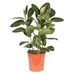 Gummibaum 'Robusta', Topf-Ø 27 Cm, Höhe Ca. 90 Cm 9 Gummibaum 'Robusta', Topf-Ø 27 Cm, Höhe Ca. 90 Cm -Gartenbedarf Geschäft 0220750774 Ficus elastica Robusta 27cm T H 90cm