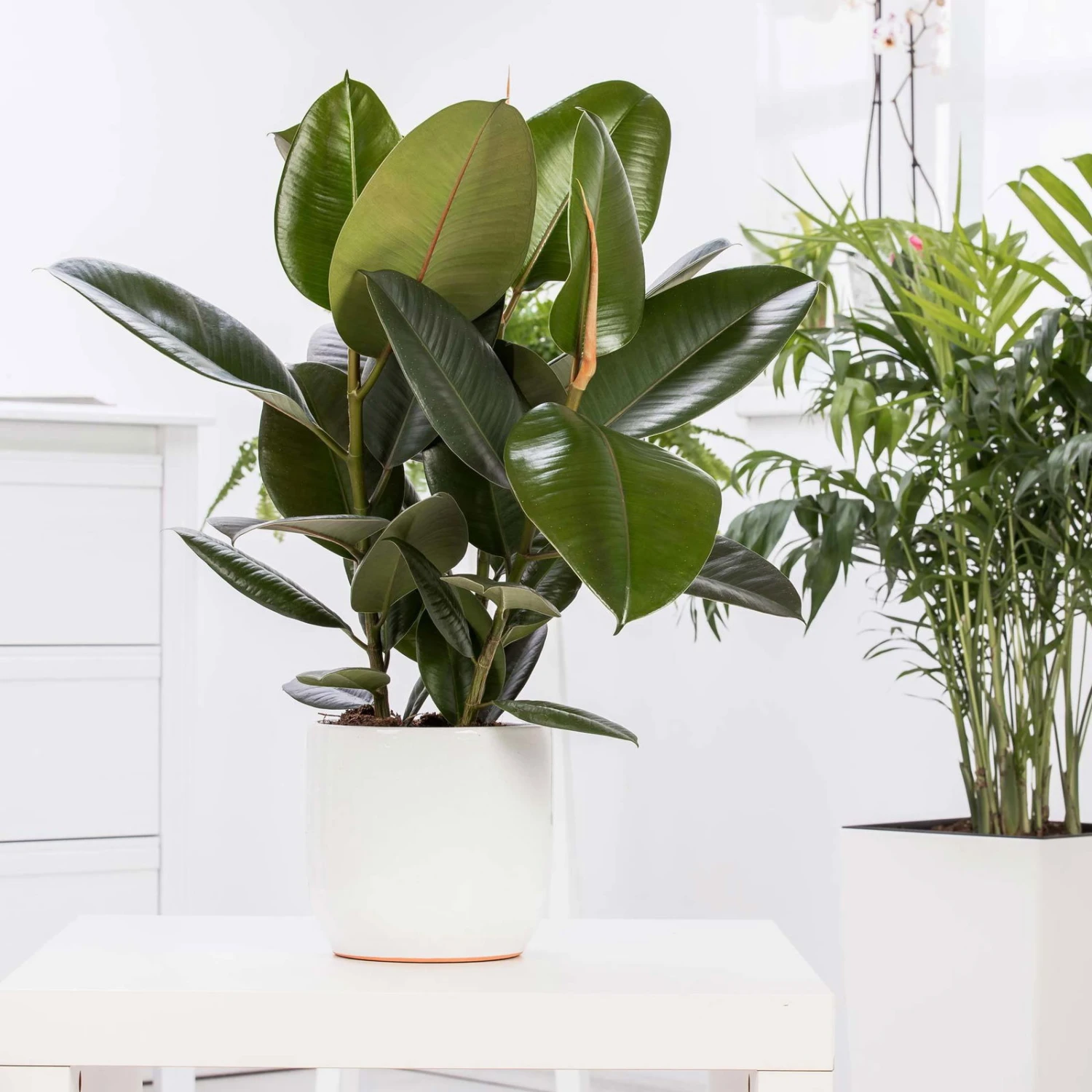 Gummibaum 'Robusta', Topf-Ø 27 Cm, Höhe Ca. 90 Cm 3 Gummibaum 'Robusta', Topf-Ø 27 Cm, Höhe Ca. 90 Cm