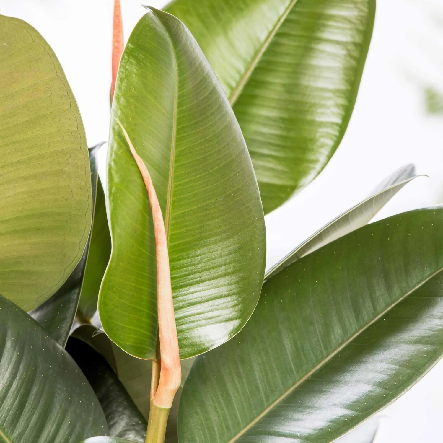 Gummibaum 'Robusta', Topf-Ø 27 Cm, Höhe Ca. 90 Cm 6 Gummibaum 'Robusta', Topf-Ø 27 Cm, Höhe Ca. 90 Cm – Bild 4