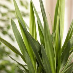 Palmlilie, Topf-Ø 27 Cm, Höhe Ca. 160 Cm -Gartenbedarf Geschäft 0220850134 Yucca auf Stamm verzweigt1