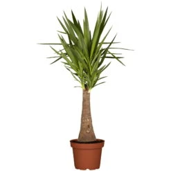Palmlilie 'Maya Tree', Topf-Ø 24 Cm, Höhe Ca. 100 Cm -Gartenbedarf Geschäft 0220850193 Yucca eleph Maya Tree 45 Stamm 24cm 100cm