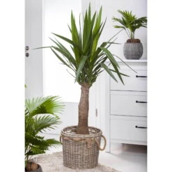 Palmlilie 'Maya Tree', Topf-Ø 24 Cm, Höhe Ca. 100 Cm -Gartenbedarf Geschäft 0220850193 Yucca eleph Maya Tree 45 Stamm 24cm 100cm1