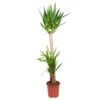 Palmlilie, Topf-Ø 27 Cm, Höhe Ca. 160 Cm -Gartenbedarf Geschäft 0220850200 Yucca elephantipes 27cm Topf Hoehe 160cm 2 118837