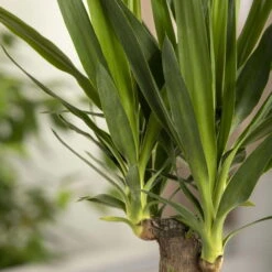 Palmlilie, Topf-Ø 27 Cm, Höhe Ca. 160 Cm -Gartenbedarf Geschäft 0220850207 Yucca eleph Yucca 3er Tuff1