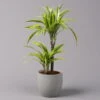 Duftender Drachenbaum 'Lemon Lime', Topf-Ø 17 Cm, 2er Tuff, Höhe Ca. 65 Cm -Gartenbedarf Geschäft 0221100047 Dracaena d Lemon Lime 17cm 1