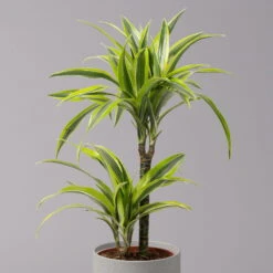 Neue Veröffentlichungen -Gartenbedarf Geschäft 0221100047 Dracaena d Lemon Lime 17cm 4