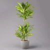 Duftender Drachenbaum 'Cintho Lemon', Topf-Ø 21 Cm, Höhe Ca. 110 Cm -Gartenbedarf Geschäft 0221300089 Dracaena Cintho Lemon 21cm 1 114636