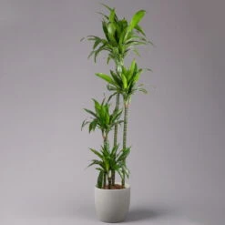 Duftender Drachenbaum 'Janet Craig', Topf-Ø 27 Cm, Höhe Ca. 170 Cm