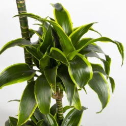 Duftender Drachenbaum 'Dorado', Topf-Ø 27 Cm, Höhe Ca. 160 Cm -Gartenbedarf Geschäft 0221500035 Dracaena fragr Dorado 27cm 4