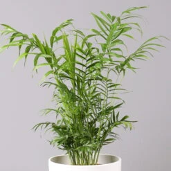 Bergpalme In Topf Tusca, Topf-Ø 17 Cm, Höhe Ca. 60 Cm -Gartenbedarf Geschäft 0222100026 Chamaedorea elegans im Topf Tusca 2 Ausschnitt2