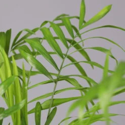 Bergpalme In Topf Tusca, Topf-Ø 17 Cm, Höhe Ca. 60 Cm -Gartenbedarf Geschäft 0222100026 Chamaedorea elegans im Topf Tusca 92