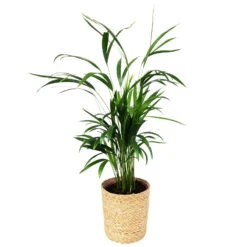Goldfruchtpalme In Korb Maki, Topf-Ø 17 Cm, Höhe Ca. 40-60 Cm -Gartenbedarf Geschäft 0222200023 Dypsis lutescens Areca in Dekokorb