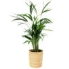 Goldfruchtpalme In Korb Maki, Topf-Ø 17 Cm, Höhe Ca. 40-60 Cm -Gartenbedarf Geschäft 0222200023 Dypsis lutescens Areca in Dekokorb 1