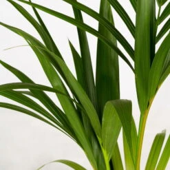 Kentiapalme In Korb Gaby, Topf-Ø 19 Cm, Höhe Ca. 80-110 Cm -Gartenbedarf Geschäft 0222300035 Howea forsteriana im Dekokorb Gaby T1820 WS 2