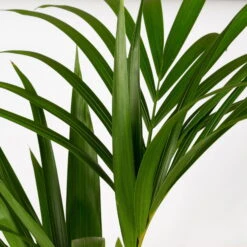 Kentiapalme In Korb Gaby, Topf-Ø 19 Cm, Höhe Ca. 80-110 Cm -Gartenbedarf Geschäft 0222300035 Howea forsteriana im Dekokorb Gaby T1820 WS 3