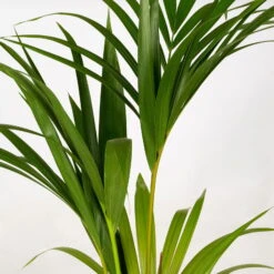 Kentiapalme In Korb Gaby, Topf-Ø 19 Cm, Höhe Ca. 80-110 Cm -Gartenbedarf Geschäft 0222300035 Howea forsteriana im Dekokorb Gaby T1820 WS 4