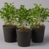 Birkenfeige 'Natasja' In Übertopf Anthrazit, Topf 12cmØ, Höhe Ca. 25cm, 3er-Set 2 Birkenfeige 'Natasja' In Übertopf Anthrazit, Topf 12cmØ, Höhe Ca. 25cm, 3er-Set -Gartenbedarf Geschäft 0223100074 Ficus benj Natasja im Topf Dallas anth 3er Set2 108499