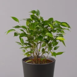 Birkenfeige 'Natasja' In Übertopf Anthrazit, Topf 12cmØ, Höhe Ca. 25cm, 3er-Set -Gartenbedarf Geschäft 0223100074 Ficus benj Natasja im Topf Dallas anth 2 108501