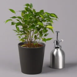 Birkenfeige 'Natasja' In Übertopf Anthrazit, Topf 12cmØ, Höhe Ca. 25cm, 3er-Set -Gartenbedarf Geschäft 0223100074 Ficus benj Natasja im Topf Dallas anth 3 108502