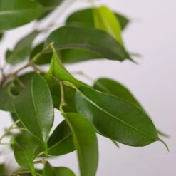 Birkenfeige 'Natasja' In Übertopf Anthrazit, Topf 12cmØ, Höhe Ca. 25cm, 3er-Set -Gartenbedarf Geschäft 0223100074 Ficus benj Natasja im Topf Dallas anth 4 108503