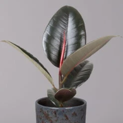 Gummibaum 'Robusta' In Keramiktopf Lauren Blau, Topf-Ø 12 Cm, Höhe Ca. 40 Cm -Gartenbedarf Geschäft 0223200095 Ficus el Robusta in Uebertopf Lauren blau 2