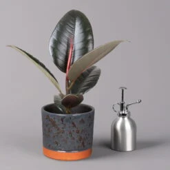 Gummibaum 'Robusta' In Keramiktopf Lauren Blau, Topf-Ø 12 Cm, Höhe Ca. 40 Cm -Gartenbedarf Geschäft 0223200095 Ficus el Robusta in Uebertopf Lauren blau 3