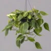 Philodendron 'Brasil', In Blumenampel, Topf-Ø 15 Cm -Gartenbedarf Geschäft 0230200655 Philodendron scandens Brasil Ampel 15cm 1 115568