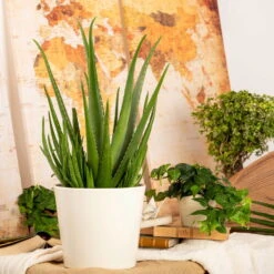 Aloe Vera, Topf-Ø 24 Cm, Höhe Ca. 75 Cm -Gartenbedarf Geschäft 025010 Aloe vera1
