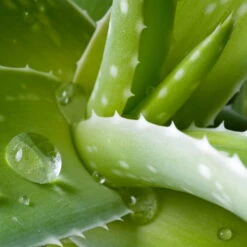 Aloe Vera, Topf-Ø 24 Cm, Höhe Ca. 75 Cm -Gartenbedarf Geschäft 0250102346 0250100086 0250102044 0250102126 0250102250 Aloe vera