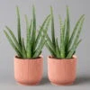 Aloe Vera In Übertopf Vibes Rosa, Topf-Ø 12 Cm, Höhe Ca. 35 Cm, 2er-Set -Gartenbedarf Geschäft 0250103387 aloe vera in uebertopf rosa 2er Set Elho Vibes 1 124894