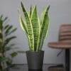 Bogenhanf 'Futura Superba', Topf-Ø 14 Cm, Höhe Ca. 45 Cm -Gartenbedarf Geschäft 0250200142 Sansevieria Superba 1