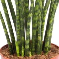 Bogenhanf, 'Fernwood Mikado', Topf-Ø 14 Cm, Höhe Ca. 60 Cm -Gartenbedarf Geschäft 0250200437 Sansevieria Fernwood Mikado 14cm T H 60cm 1