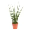 Bogenhanf, 'Fernwood Mikado', Topf-Ø 14 Cm, Höhe Ca. 60 Cm -Gartenbedarf Geschäft 0250200437 Sansevieria Fernwood Mikado 14cm T H 60cm 58586