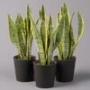 Bogenhanf In Keramiktopf Anthrazit, Topf-Ø 12 Cm, Höhe Ca. 35-45 Cm, 3er-Set -Gartenbedarf Geschäft 0250200675 Sansev Laurentii Dallas anthrazit 3er Set