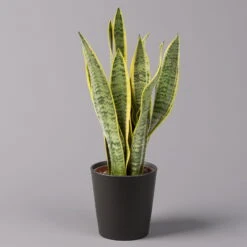 Neue Veröffentlichungen -Gartenbedarf Geschäft 0250200718 Sansev Laurentii Dallas anthrazit 1