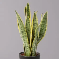 Bogenhanf In Keramiktopf Anthrazit, Topf-Ø 12 Cm, Höhe Ca. 35-45 Cm, 3er-Set -Gartenbedarf Geschäft 0250200718 Sansev Laurentii Dallas anthrazit 2