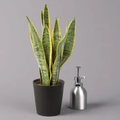 Bogenhanf In Keramiktopf Anthrazit, Topf-Ø 12 Cm, Höhe Ca. 35-45 Cm, 3er-Set -Gartenbedarf Geschäft 0250200718 Sansev Laurentii Dallas anthrazit 3