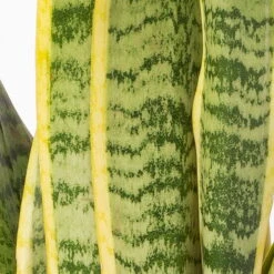 Bogenhanf In Keramiktopf Anthrazit, Topf-Ø 12 Cm, Höhe Ca. 35-45 Cm, 3er-Set -Gartenbedarf Geschäft 0250200718 Sansev Laurentii Dallas anthrazit 4