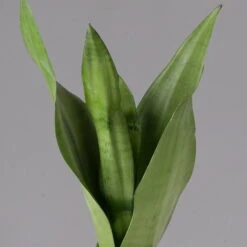 Bogenhanf 'Moonshine' In Übertopf Vibes Gelb, Topf-Ø 12 Cm, Höhe Ca. 45 Cm 9 Bogenhanf 'Moonshine' In Übertopf Vibes Gelb, Topf-Ø 12 Cm, Höhe Ca. 45 Cm -Gartenbedarf Geschäft 0250200807 0250200808 0250200809 sansevieria moonshine T12 1 1 123605